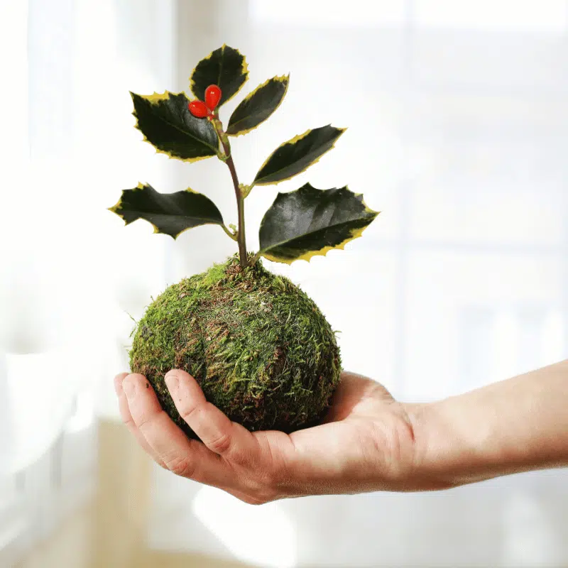 Kokedama Mini de Acebo - Imagen 2