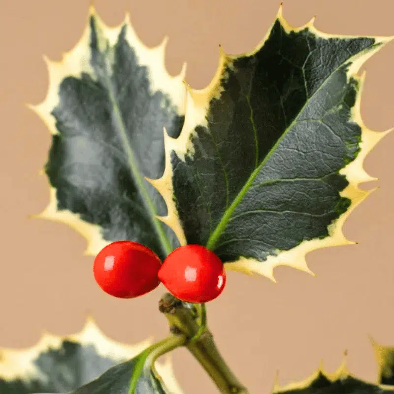 Kokedama Mini de Acebo - Imagen 3