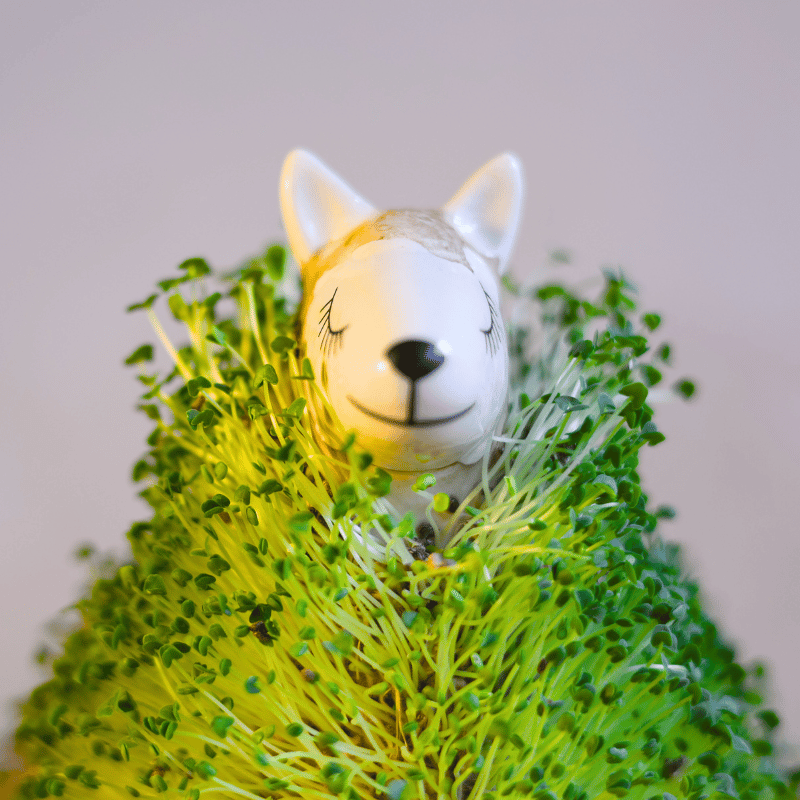 Magic Llama - Imagen 2