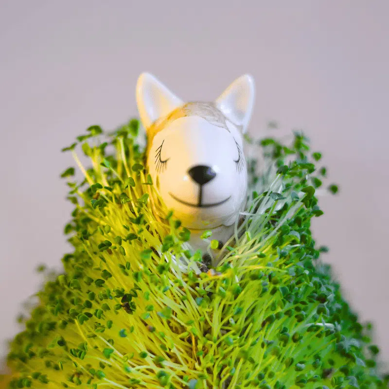 Magic Animal - Imagen 3