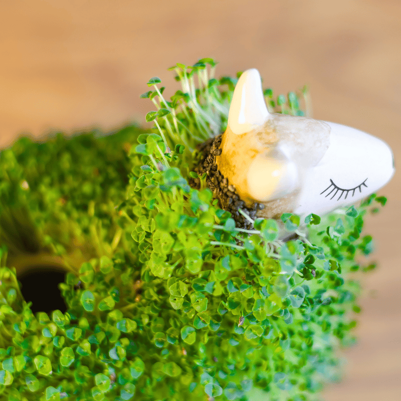 Magic Llama - Imagen 3