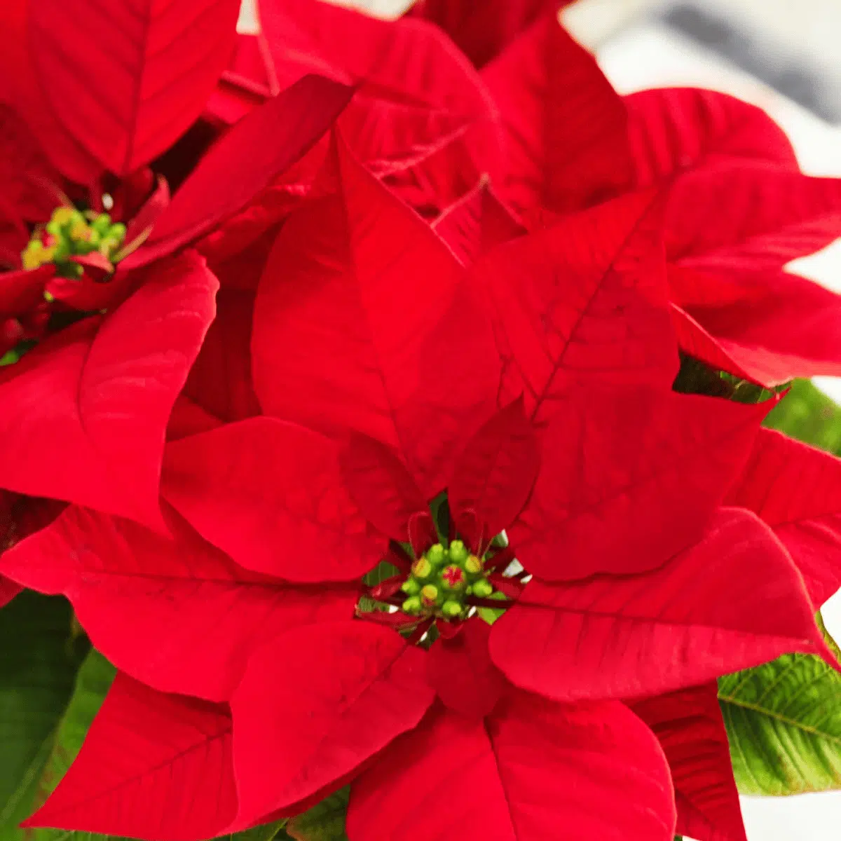 Flor de Navidad - Imagen 2