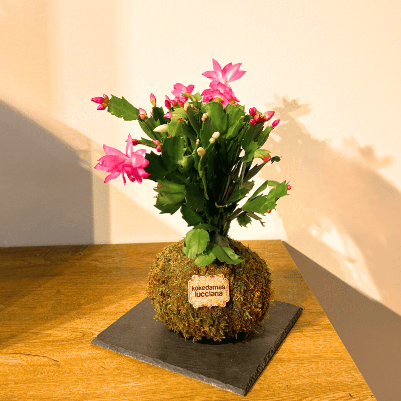 Kokedama Cactus de Navidad - Imagen 2