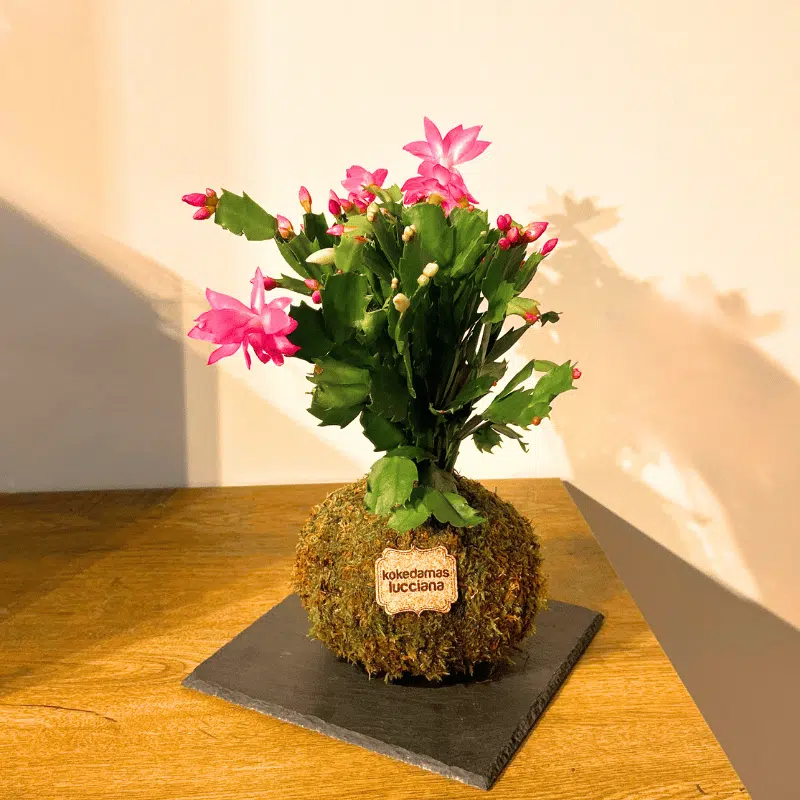 Kokedama Cactus de Navidad - Imagen 2