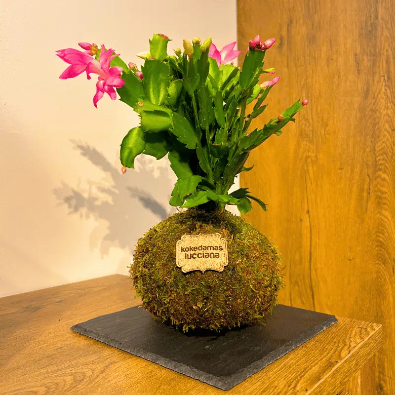 Kokedama Cactus de Navidad - Imagen 4