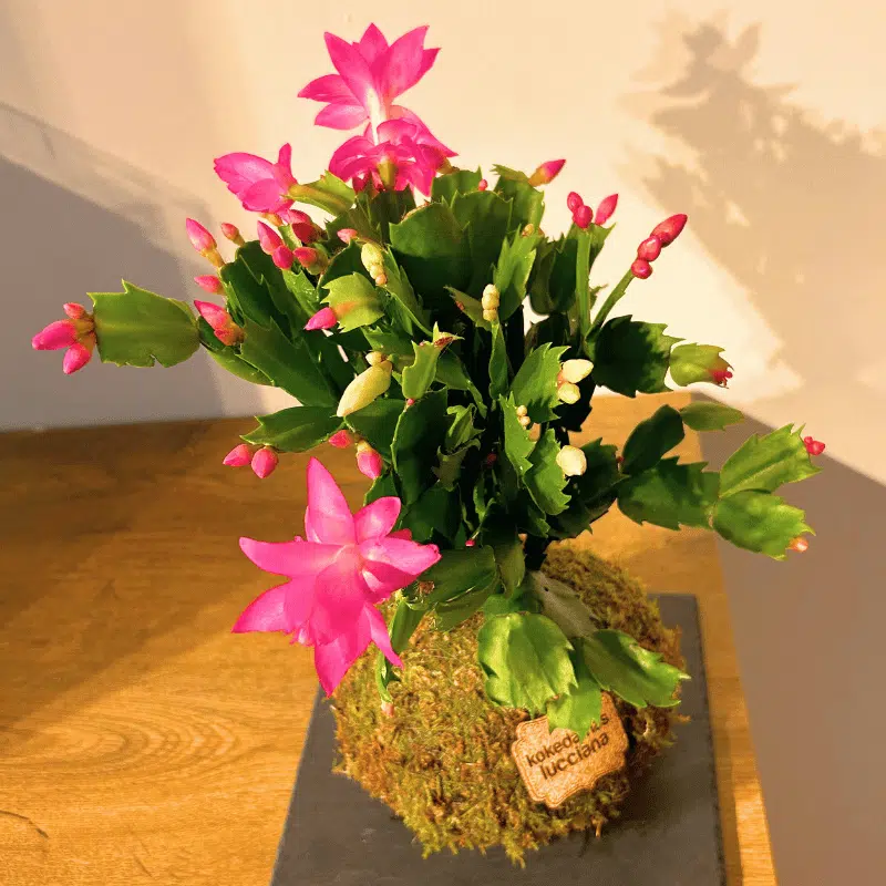 Kokedama Cactus de Navidad - Imagen 3