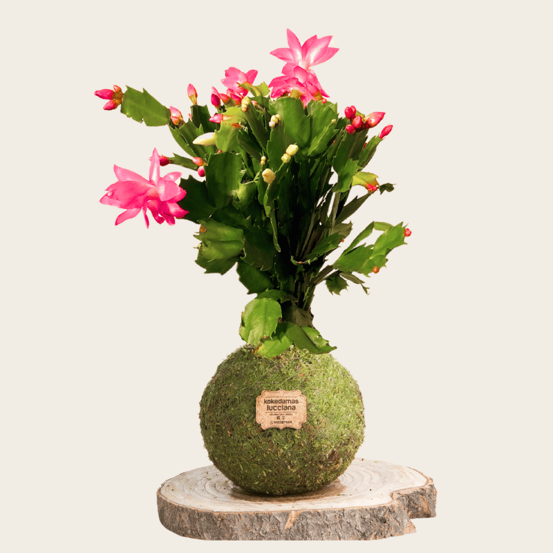 Kokedama Cactus de Navidad