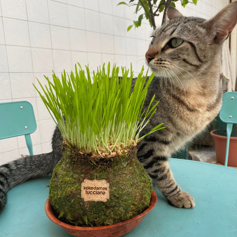 Kokedama Hierba Gatera - Imagen 3