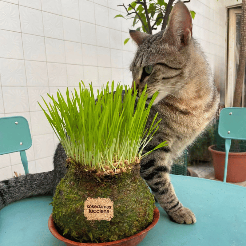 Kokedama Hierba Gatera - Imagen 4