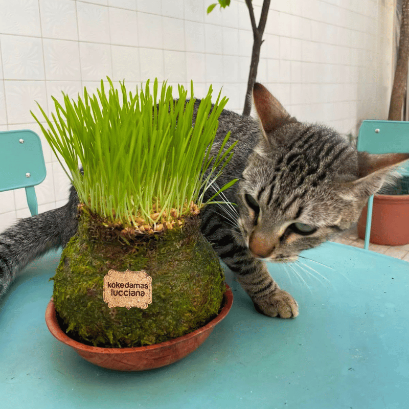 Kokedama Hierba Gatera - Imagen 5