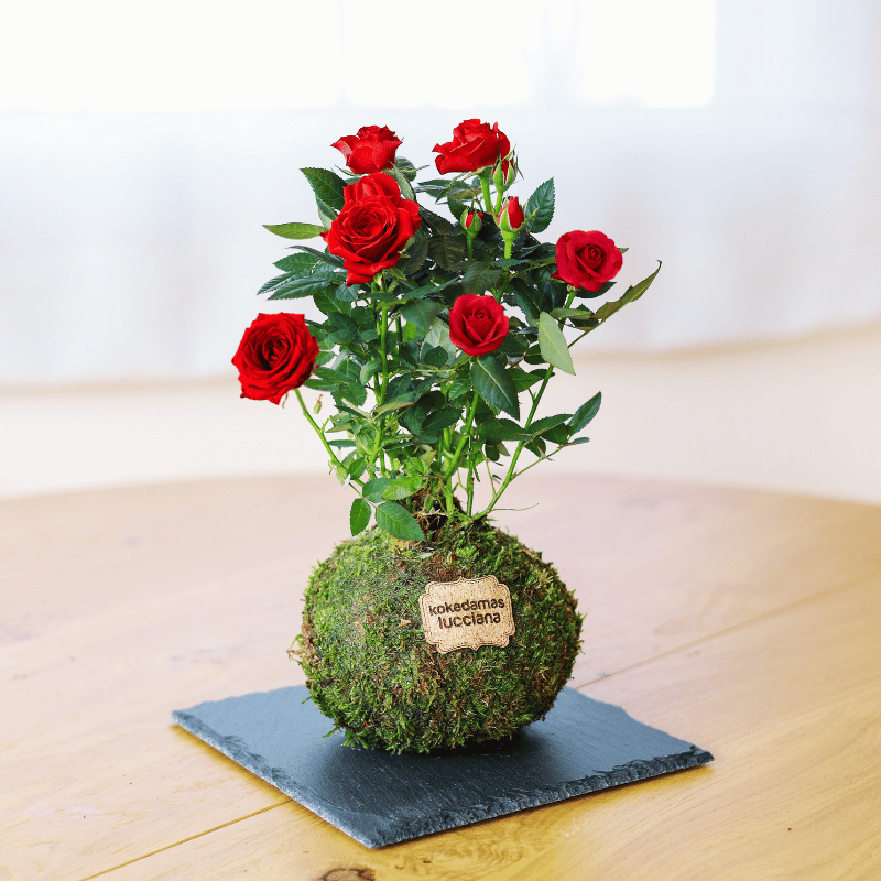 Kokedama de Rosa - Imagen 2