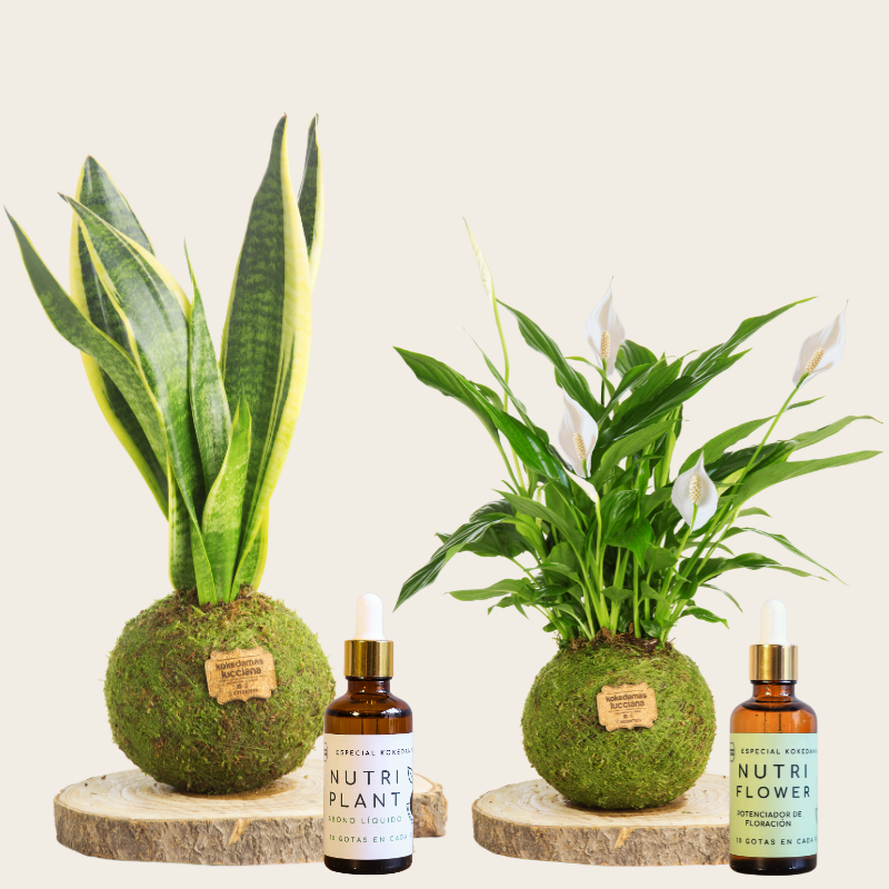 Pack Purificador – Kokedamas