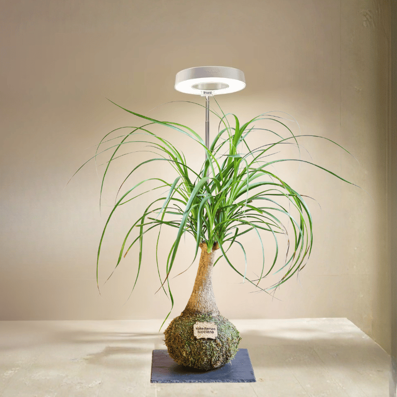 Luz para plantas - Imagen 4