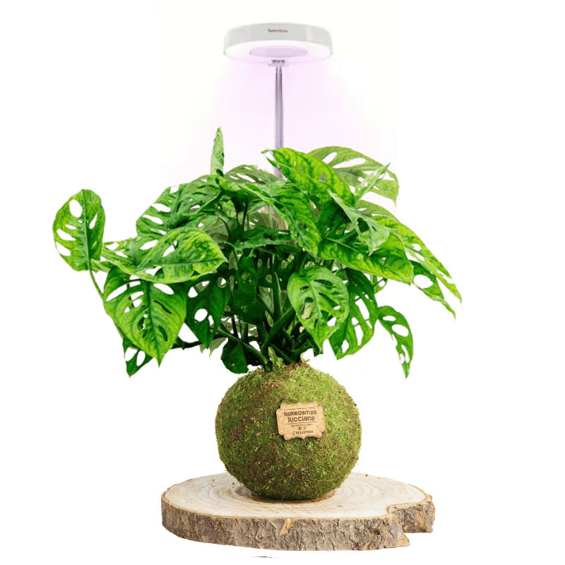 Luz para plantas - Imagen 5