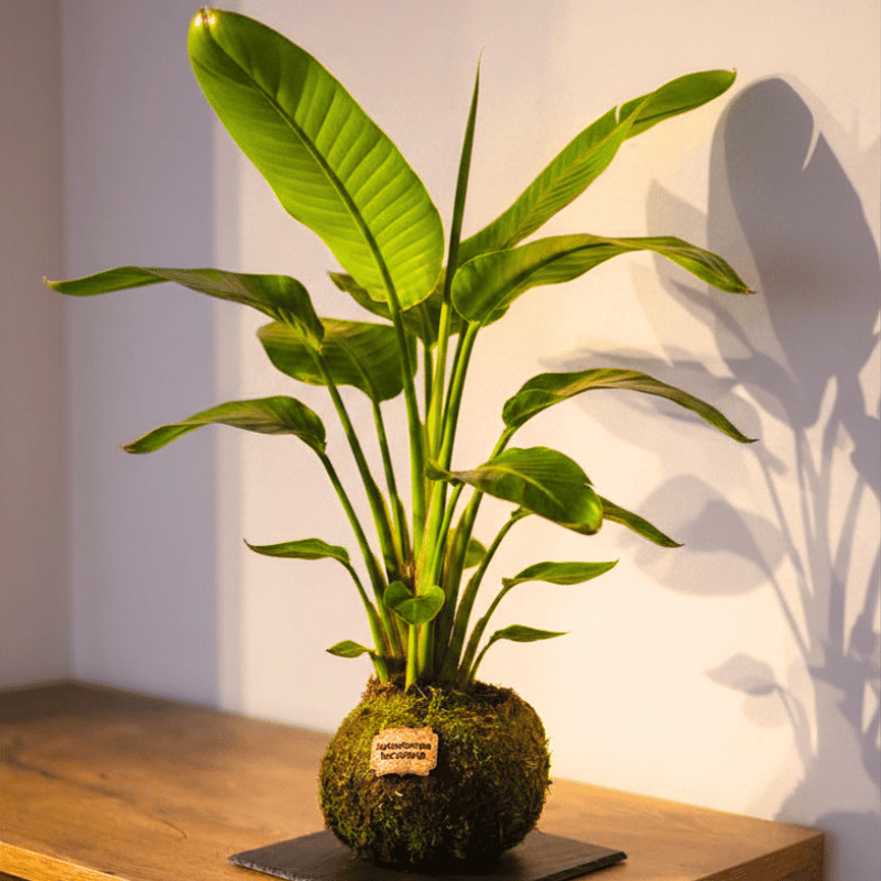 Kokedama Sterlitzia - Imagen 4