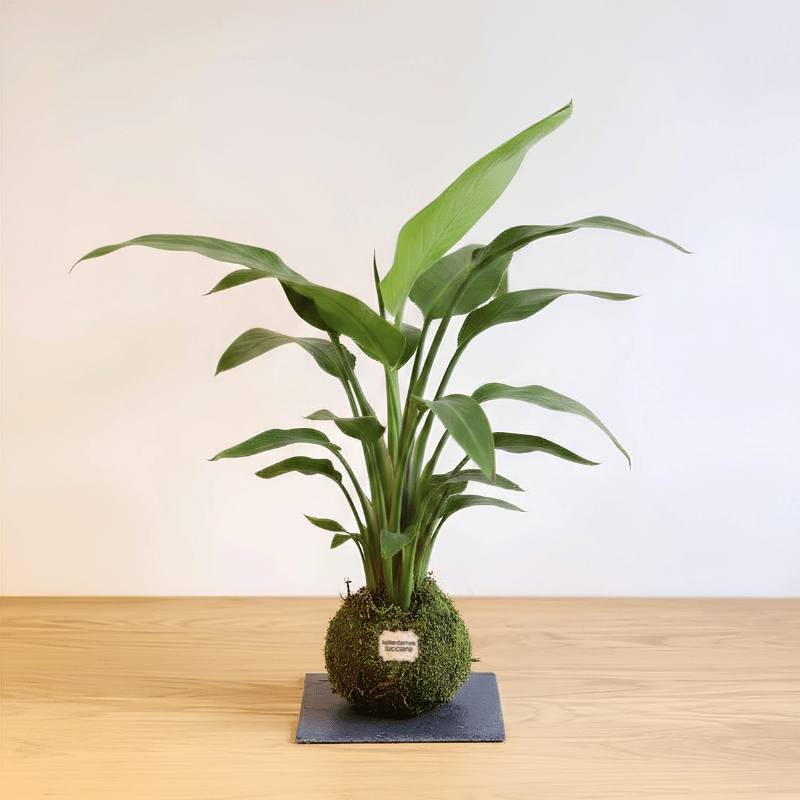 Kokedama Sterlitzia - Imagen 2