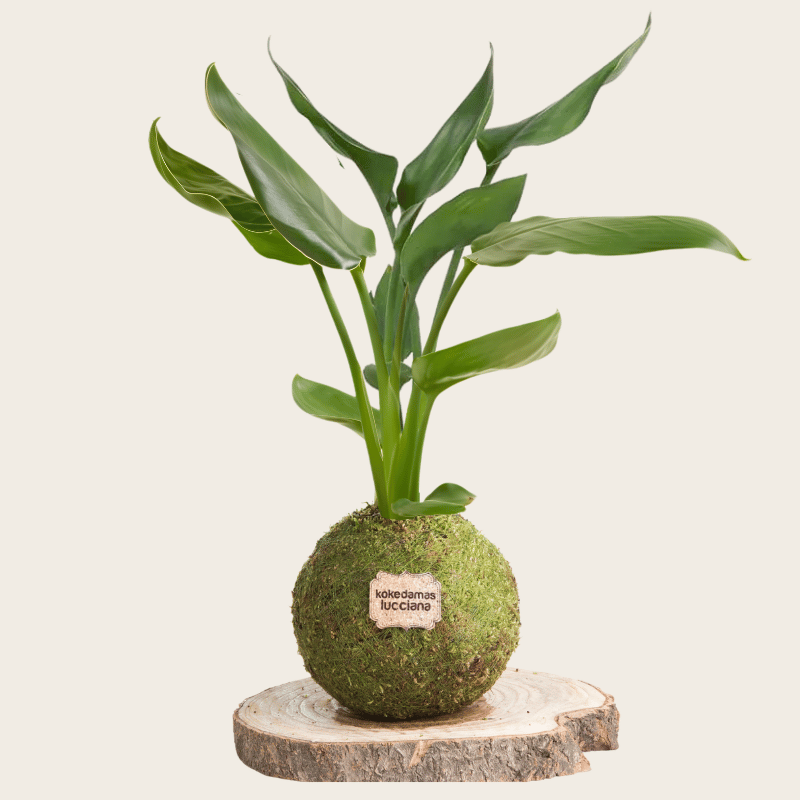 Kokedama Sterlitzia