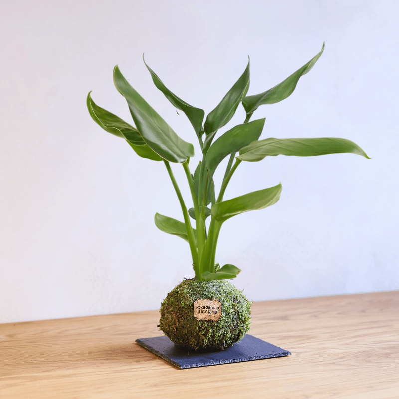 Kokedama Sterlitzia - Imagen 2