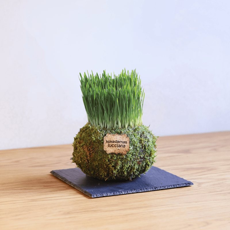 Kokedama Hierba Gatera - Imagen 2