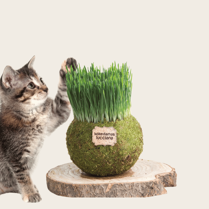 Kokedama Hierba Gatera