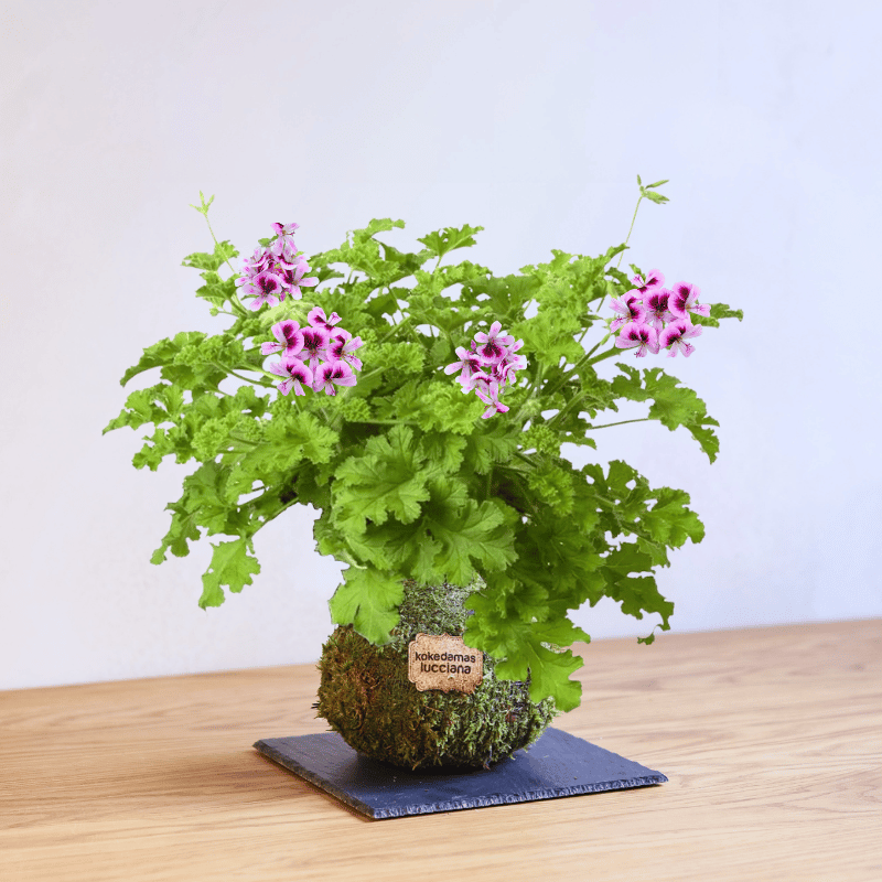 Kokedama Geranio Aromático Rosa - Imagen 3