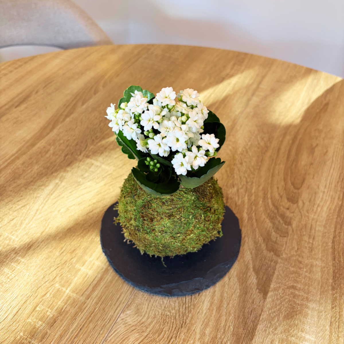 Kokedama Mini de Kalanchoe - Imagen 2