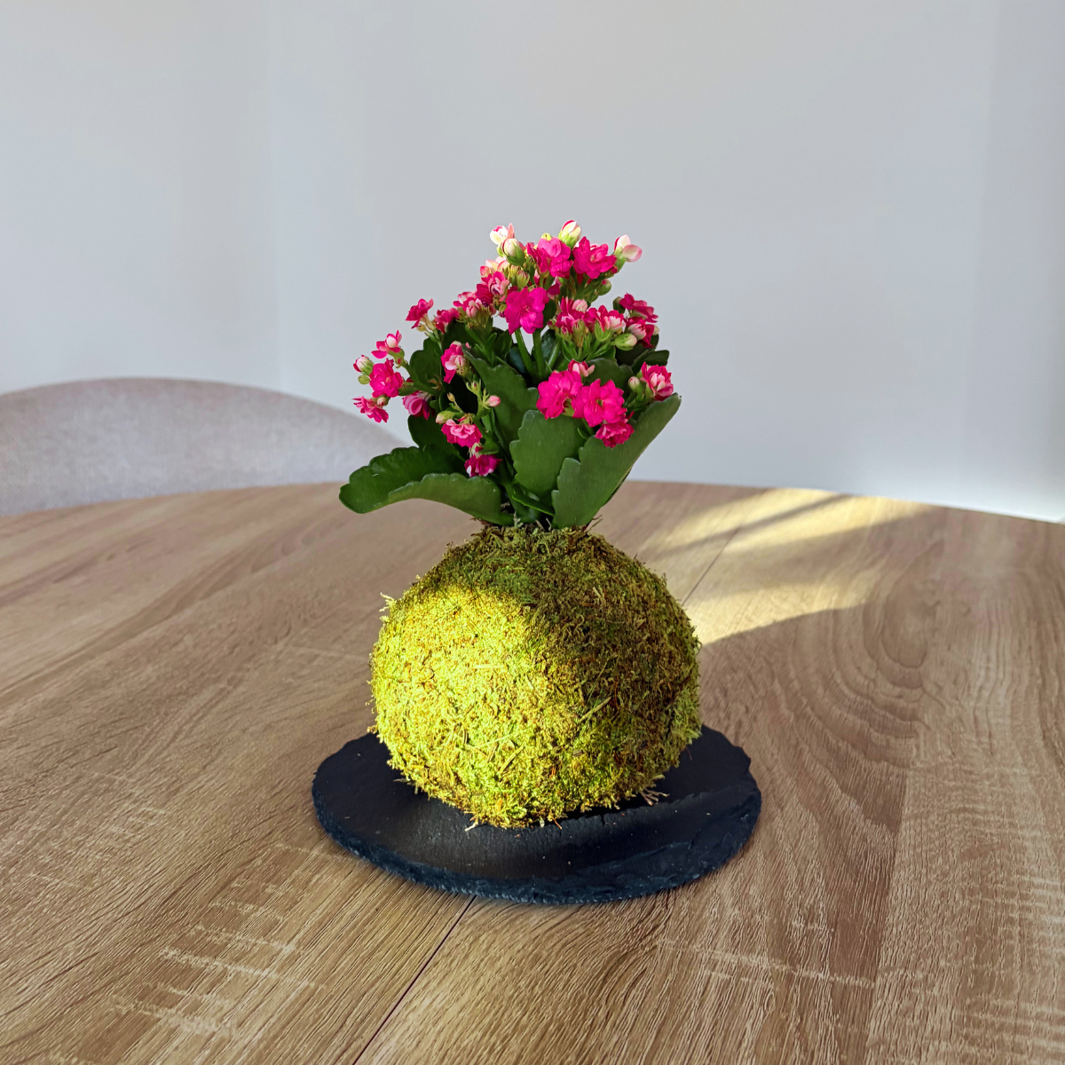 Kokedama Mini de Kalanchoe - Imagen 4