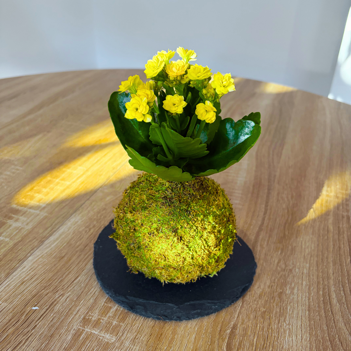 Kokedama Mini de Kalanchoe - Imagen 3