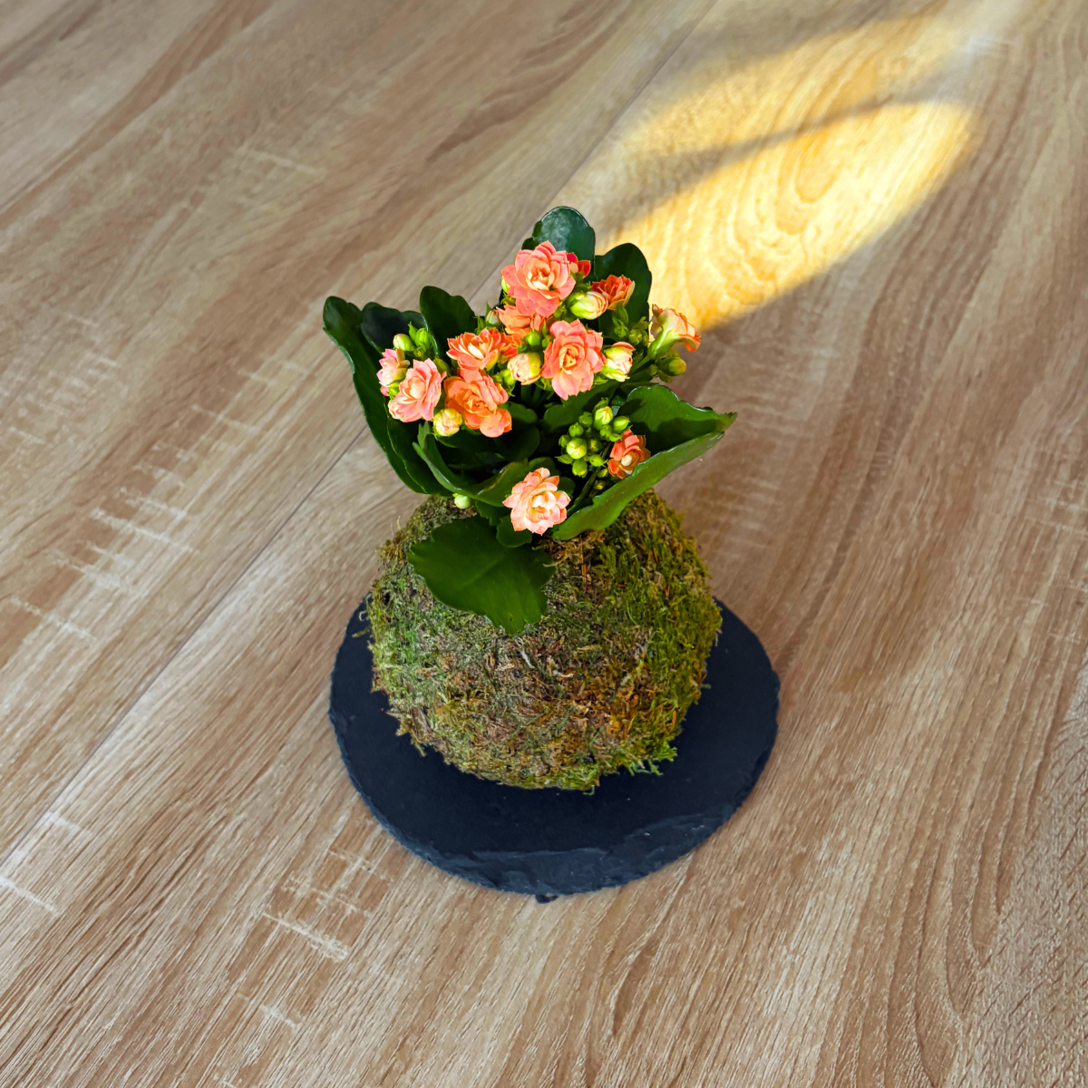 Kokedama Mini de Kalanchoe - Imagen 5