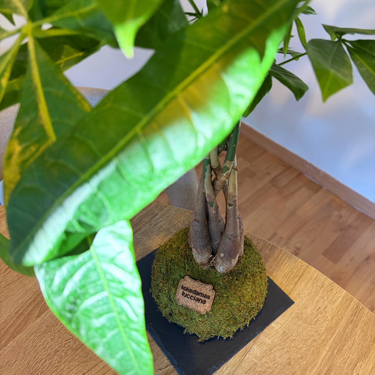 Kokedama de Pachira Trenzada - Imagen 3