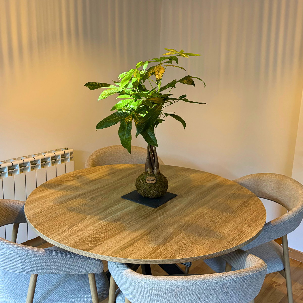 Kokedama de Pachira Trenzada - Imagen 5