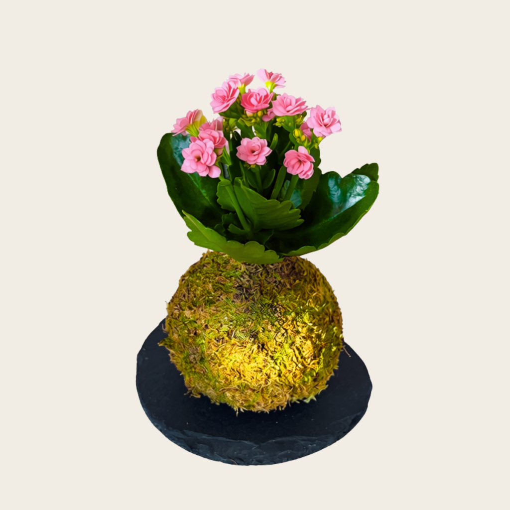 Kokedama Mini de Kalanchoe