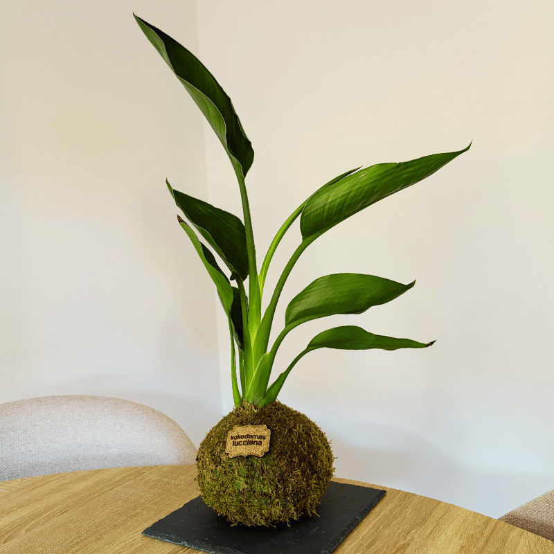 Kokedama Sterlitzia - Imagen 5