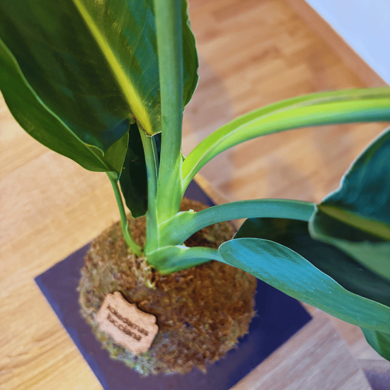 Kokedama Sterlitzia - Imagen 4