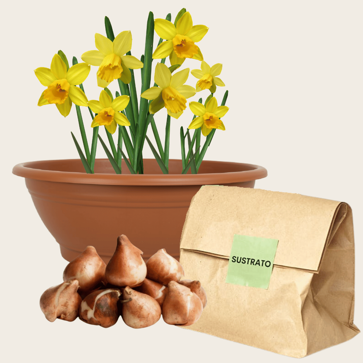 Bulbos de Narciso - 5u