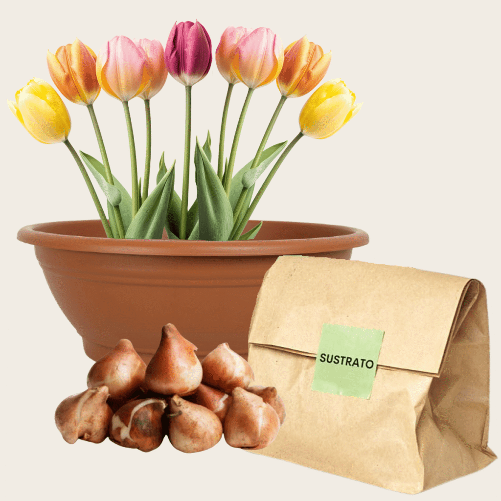 Bulbos de Tulipanes - 10u