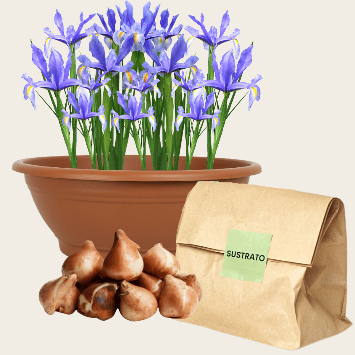 Bulbos de Iris - 10u
