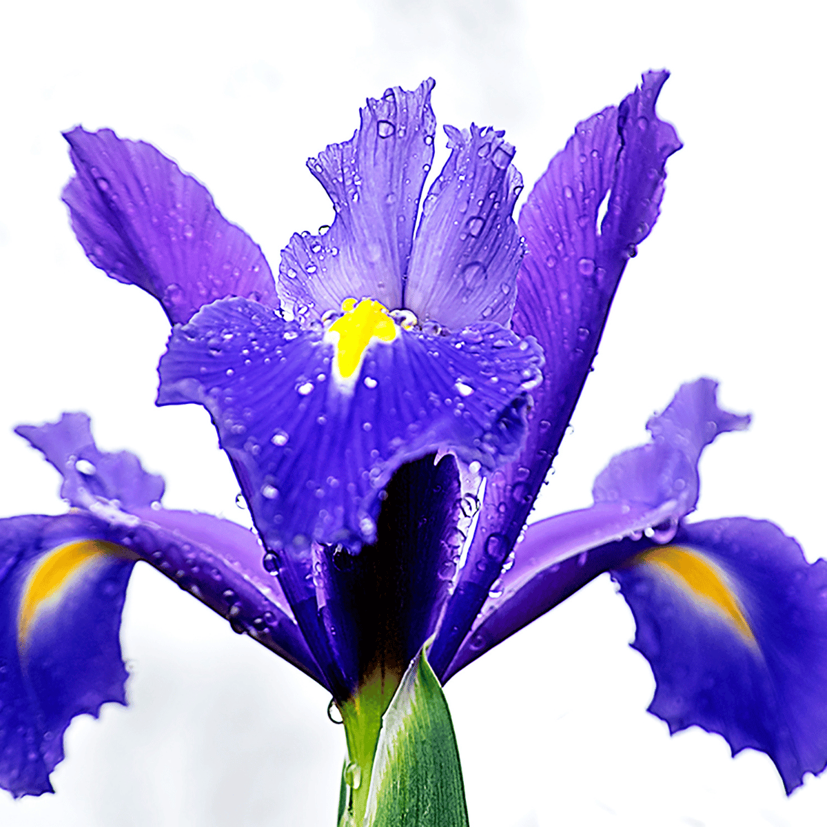 Bulbos de Iris - 10u - Imagen 3