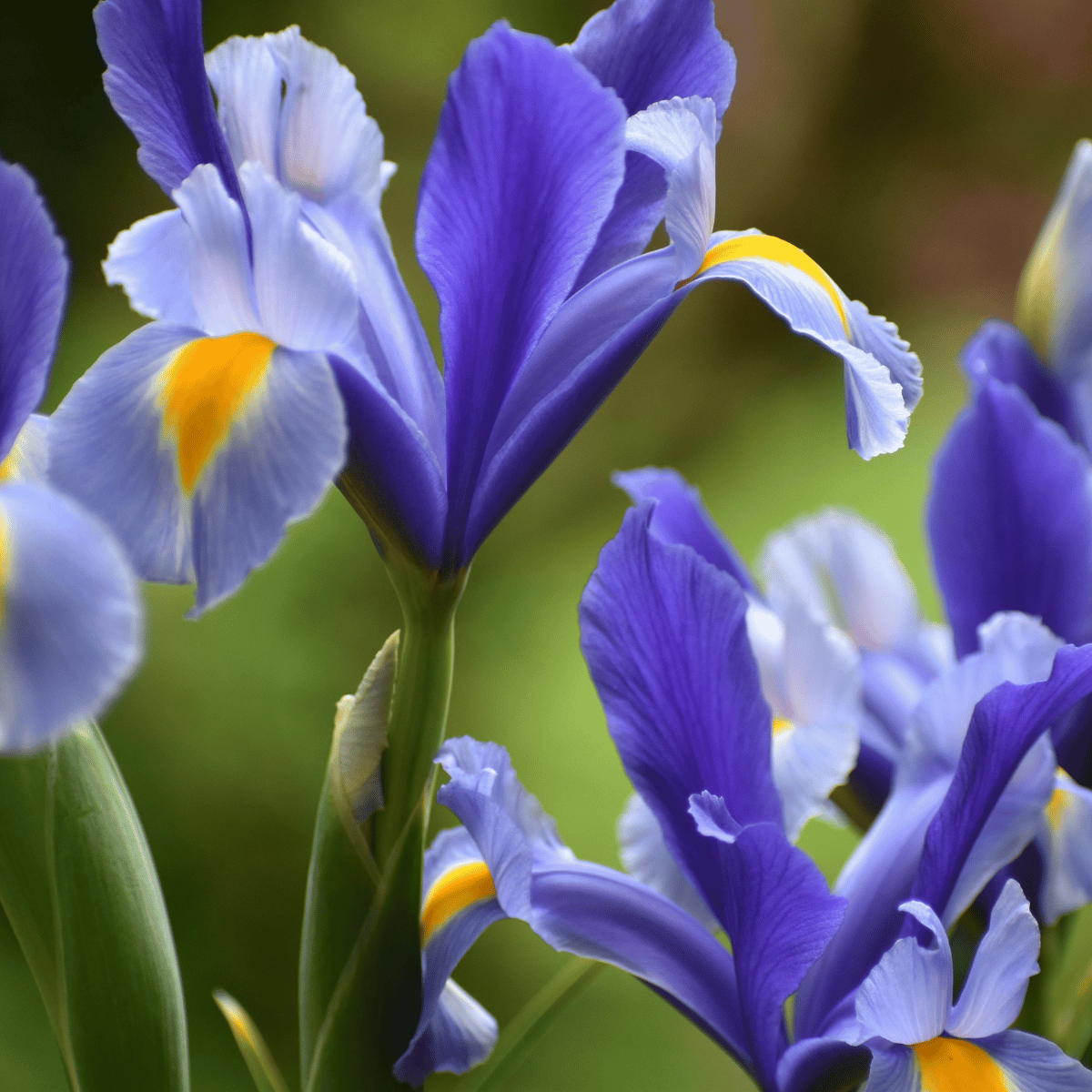 Bulbos de Iris - 10u - Imagen 4