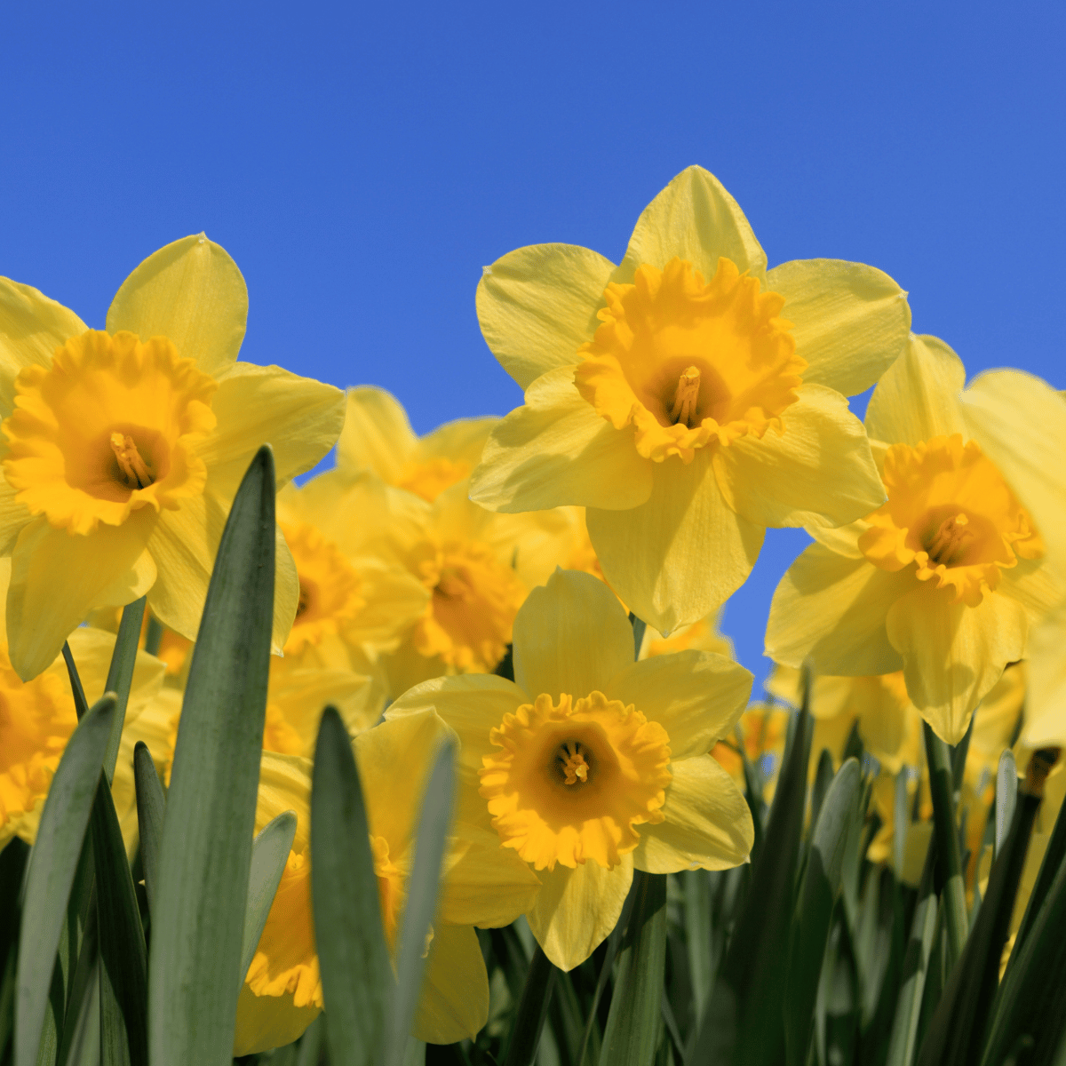 Bulbos de Narciso - 5u - Imagen 4