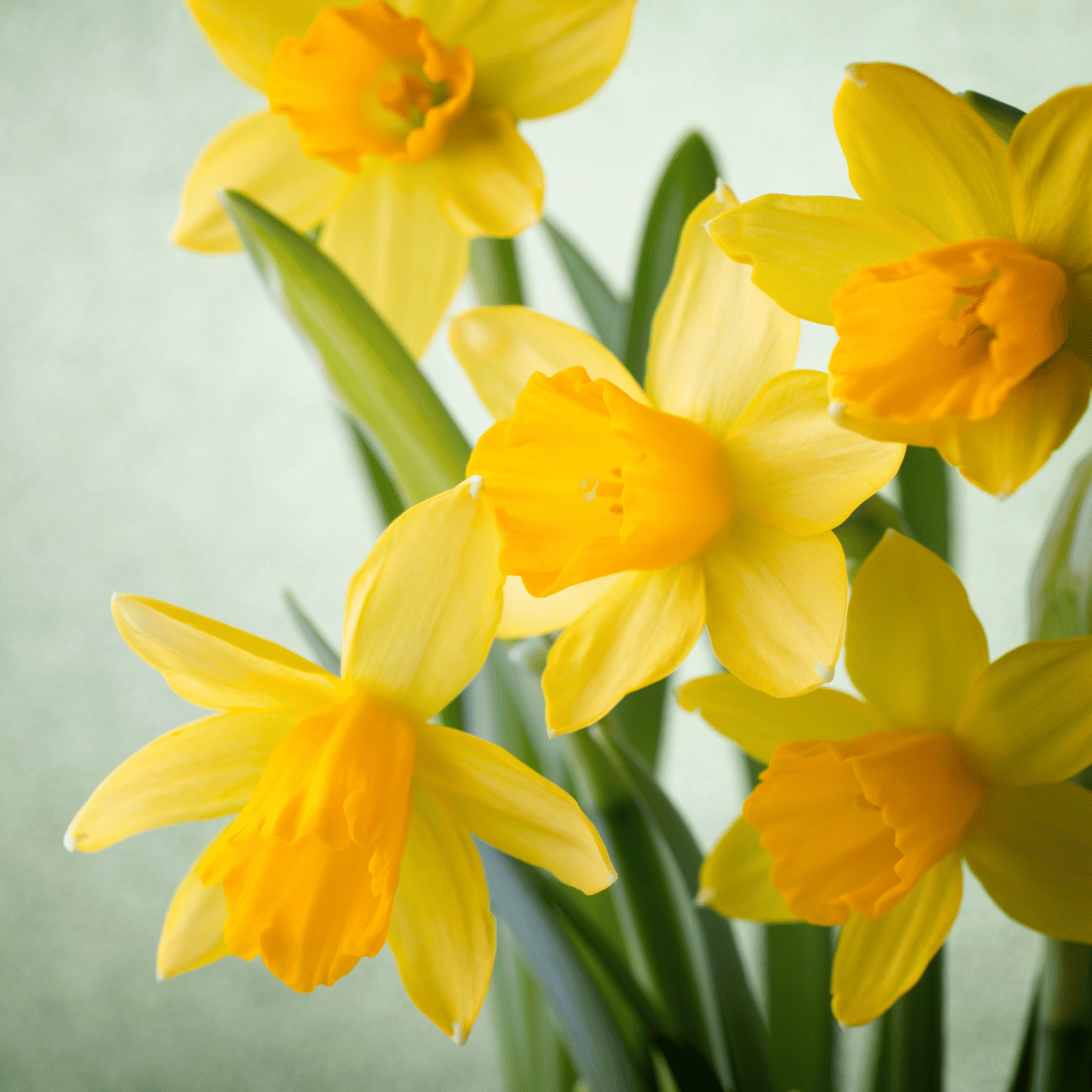 Bulbos de Narciso - 5u - Imagen 3