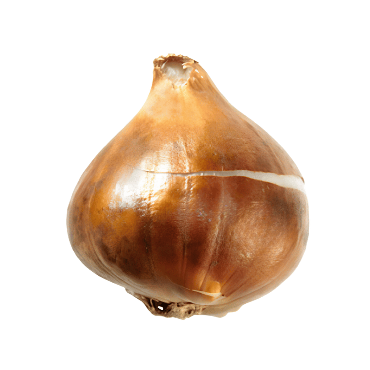 Bulbo tulipán
