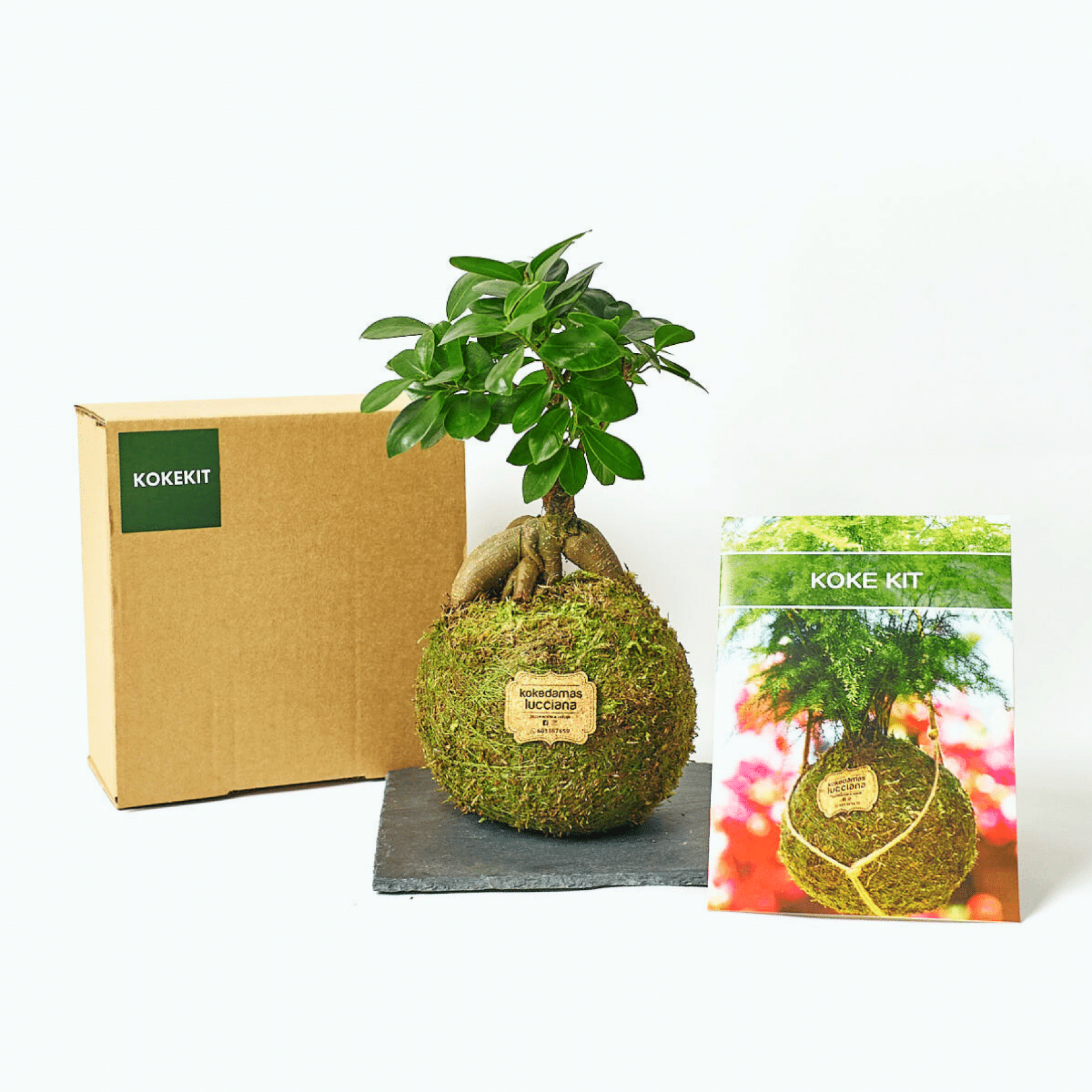 Koke Kit Ficus Ginseng - DIY Kokedama - Kokedamas Lucciana
